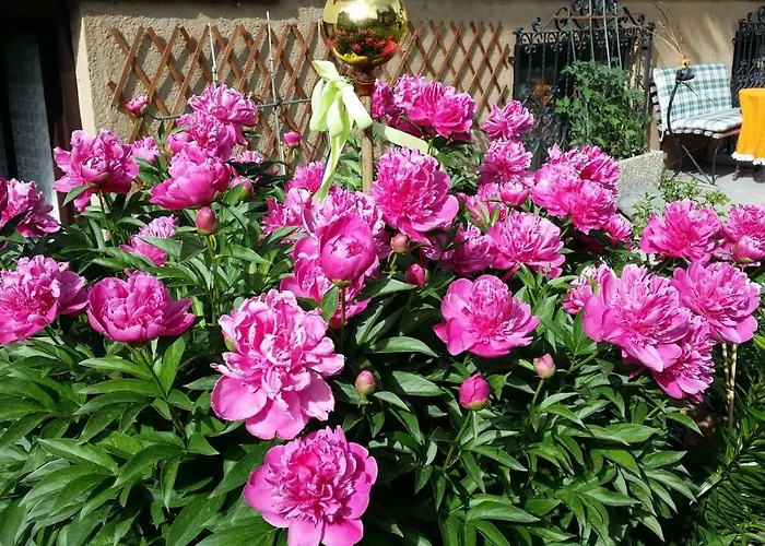 Apartmenthaus Erna Appartamento *